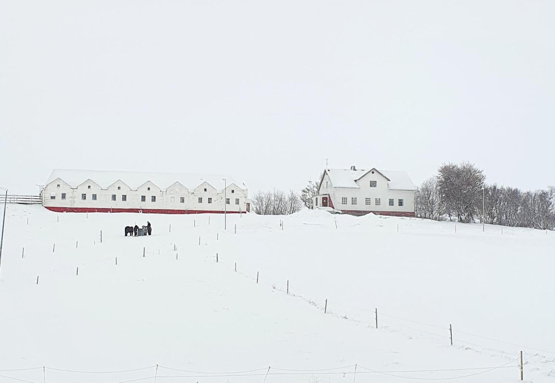 Helluland Guesthouse Saudarkrokur Buitenkant foto